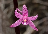 Dipodium roseum Rosy Hyacinth-orchid3
